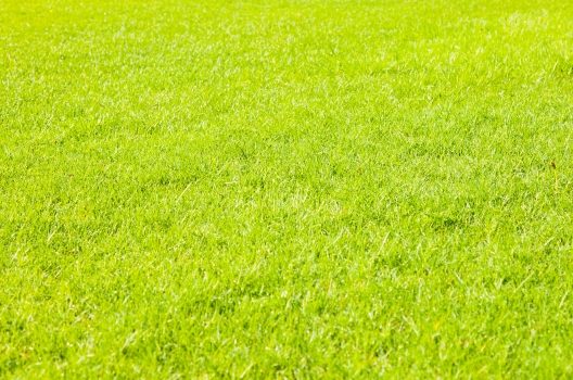 姫高麗芝の手入れは難しい 作業が大変なときは業者に依頼しよう 芝刈り 草むしり 草取り 600円 坪から 草刈り110番